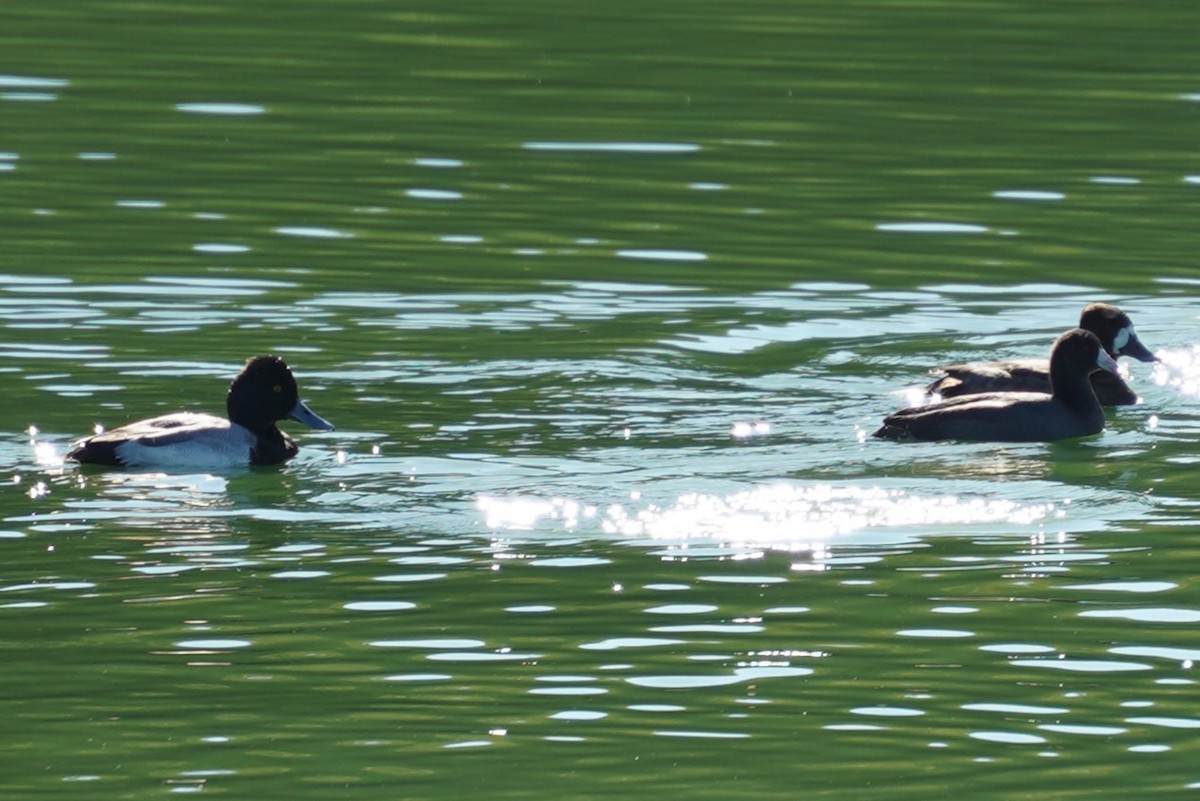 Lesser Scaup - ML644292457