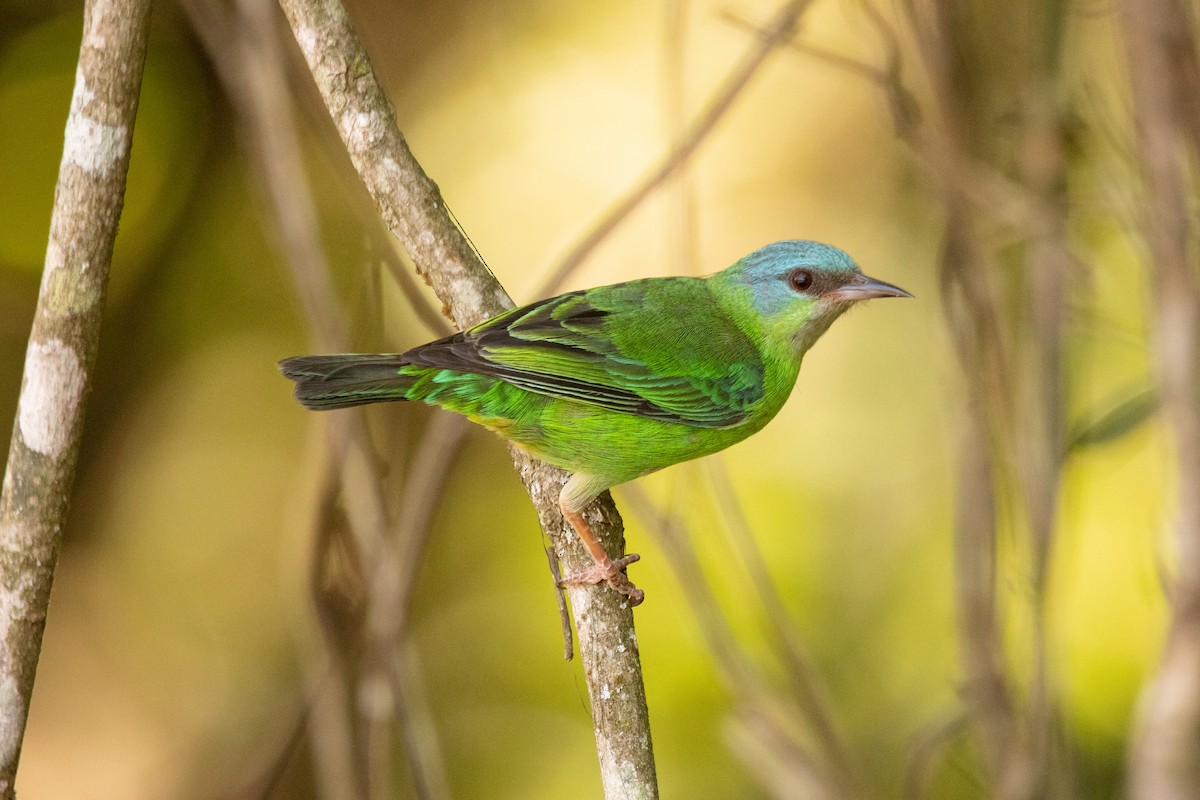 Blue Dacnis - ML644292463