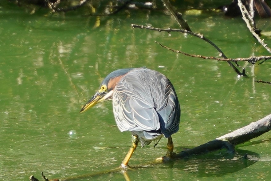 Green Heron - ML644292478