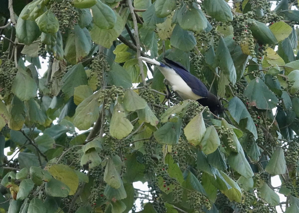 Curl-crested Jay - ML644292480