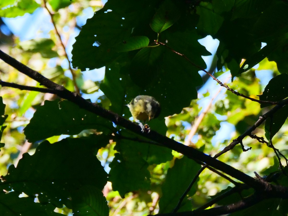 Yellow-bellied Tit - ML644292506