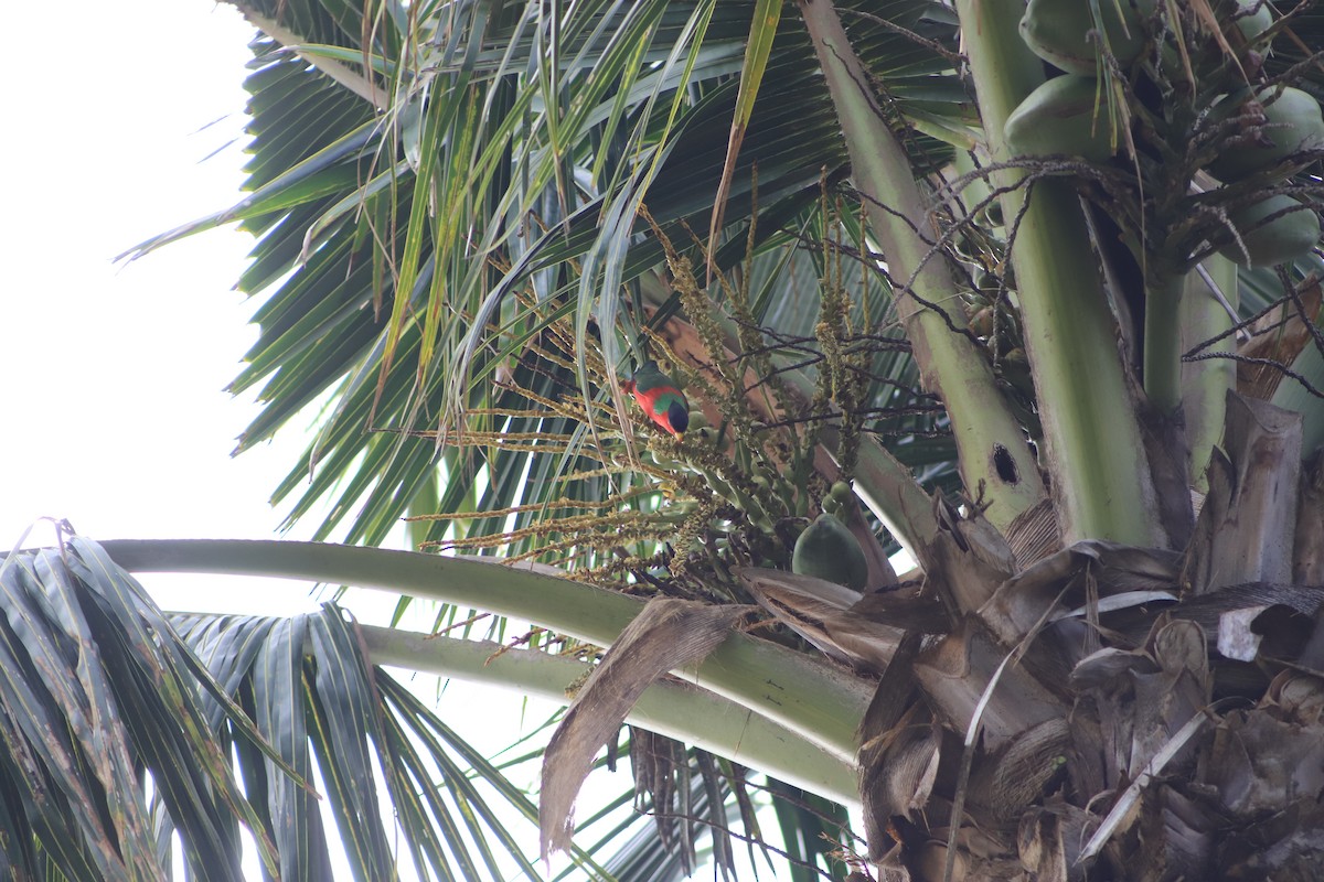 Collared Lory - ML644292509