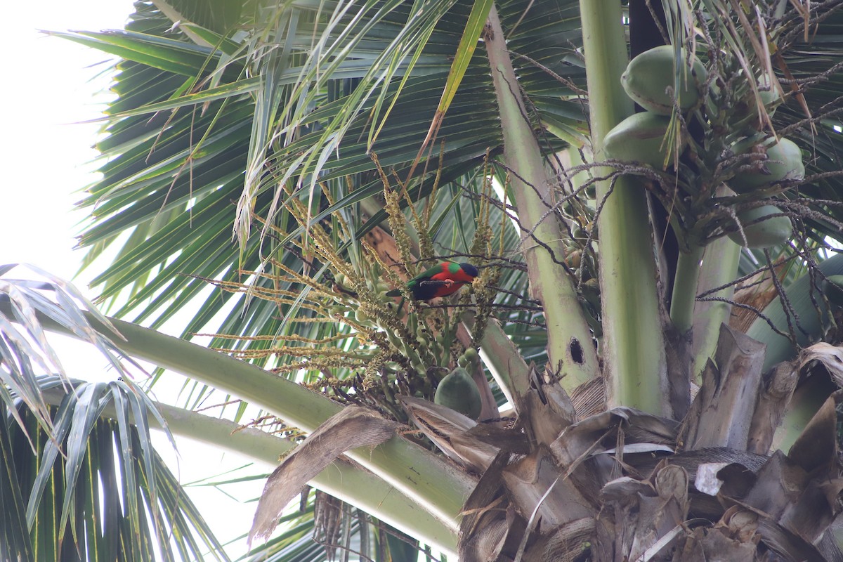 Collared Lory - ML644292510