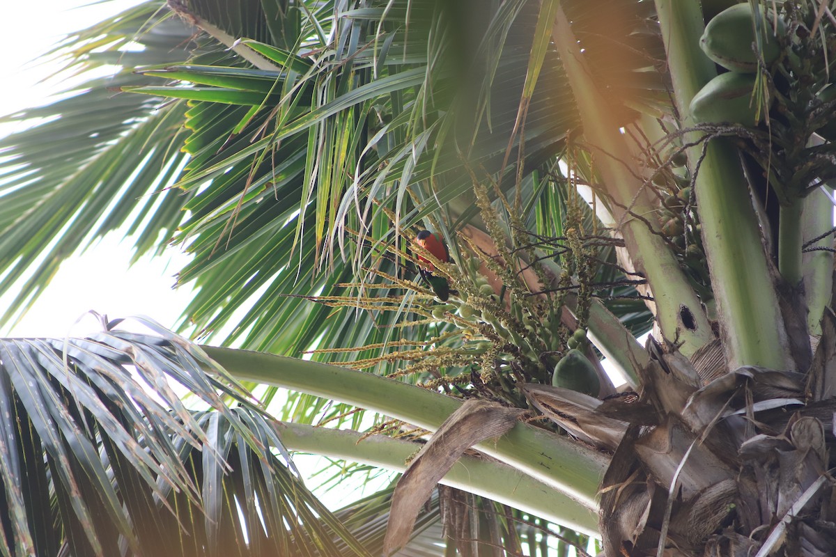 Collared Lory - ML644292511