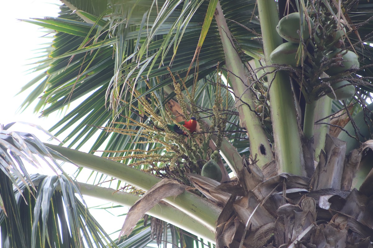 Collared Lory - ML644292512