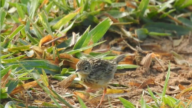 Yellowish Pipit - ML644292549