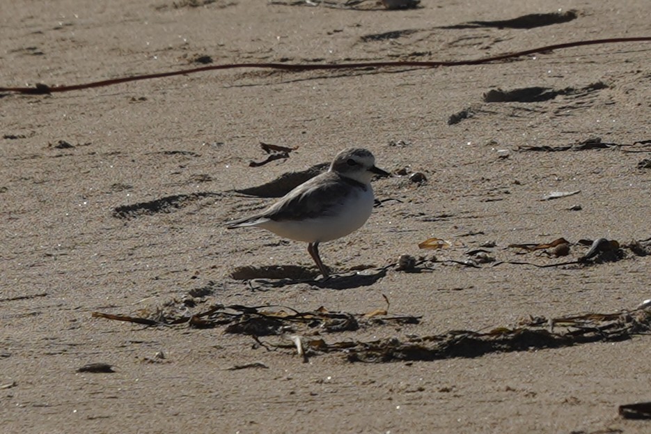 Snowy Plover - ML644292551
