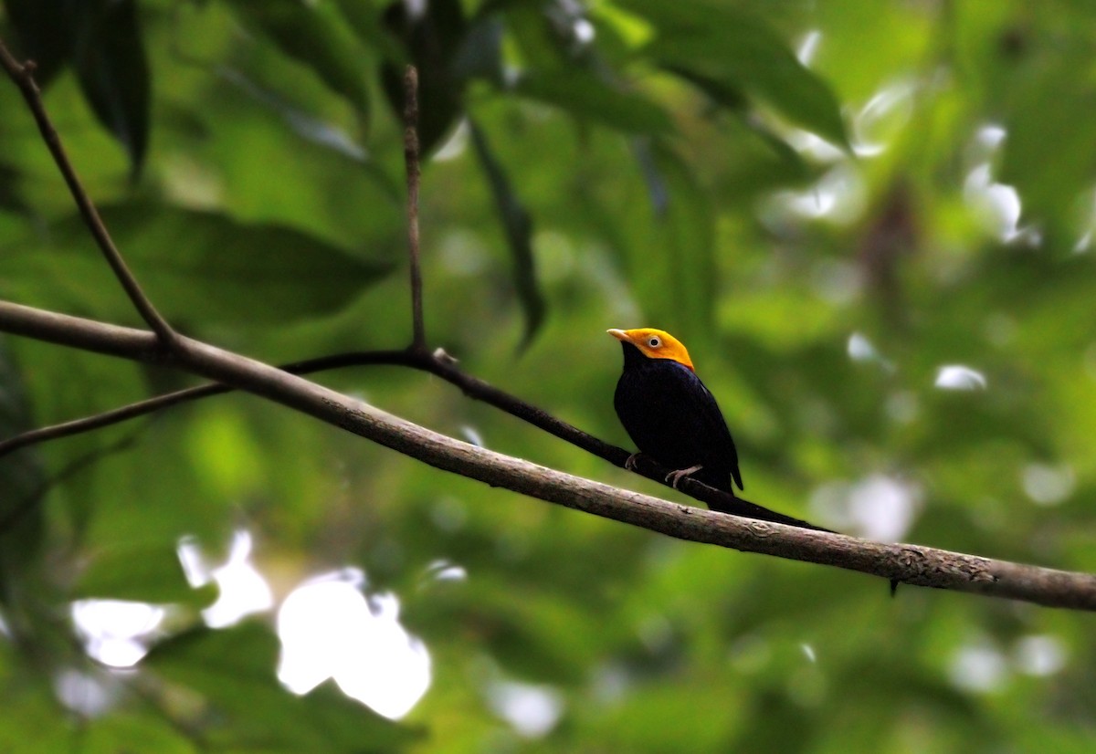 Golden-headed Manakin - ML644292557