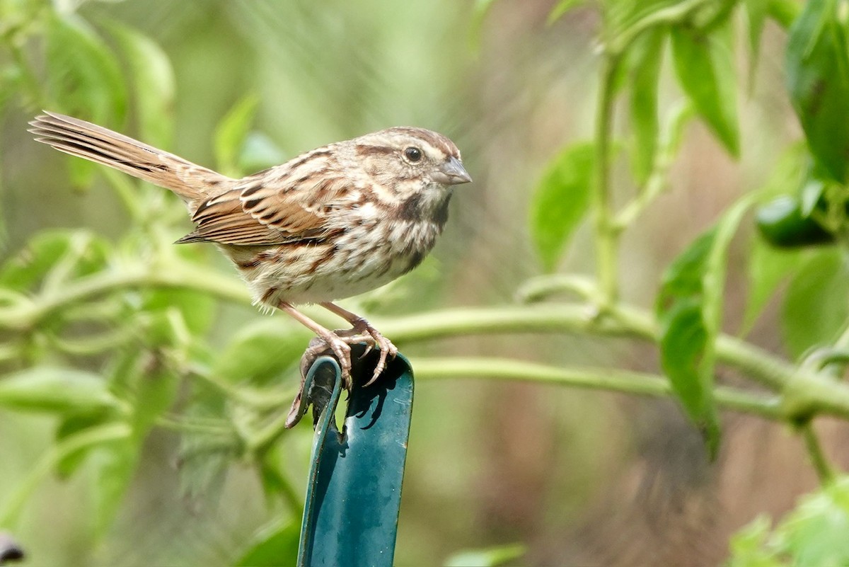Song Sparrow - ML644292561