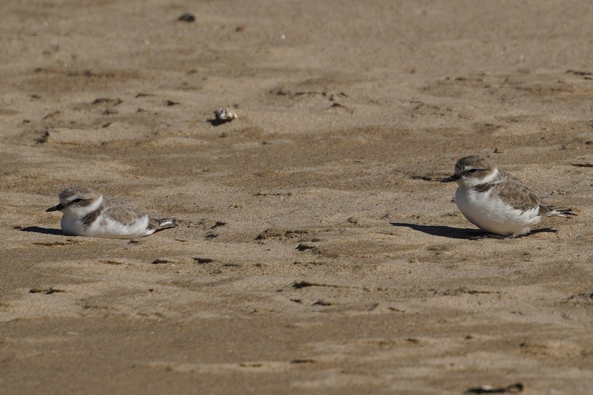 Snowy Plover - ML644292564