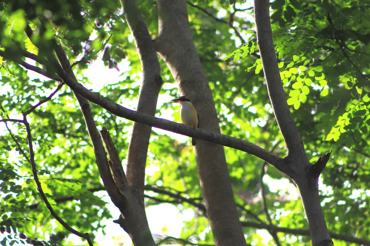 Pacific Kingfisher - ML644292568