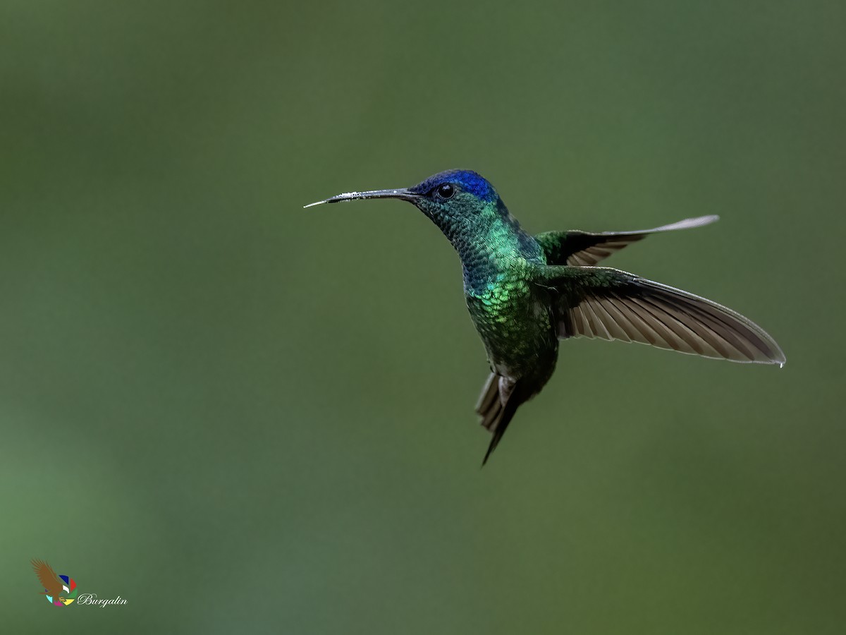 Golden-tailed Sapphire - ML644292578