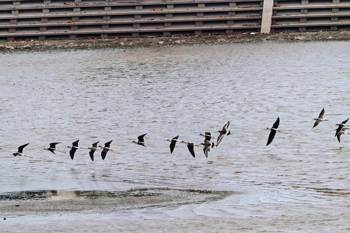 Zankaluze eurasiarra - ML644292580