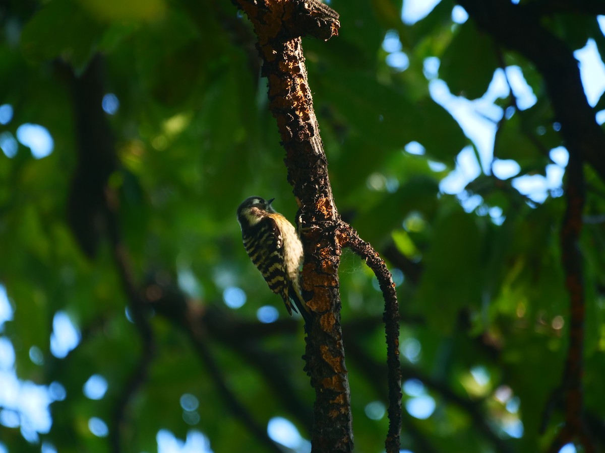 Japanese Pygmy Woodpecker - ML644292584
