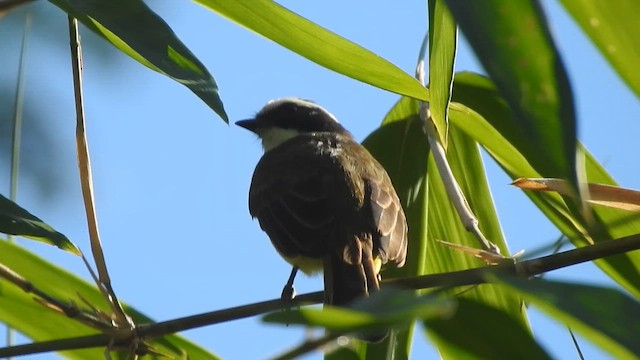 Social Flycatcher - ML644292592