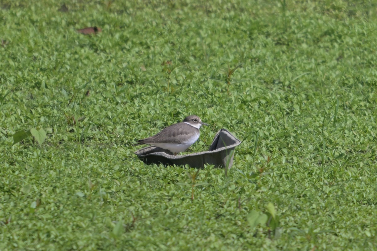 Little Ringed Plover - ML644292593
