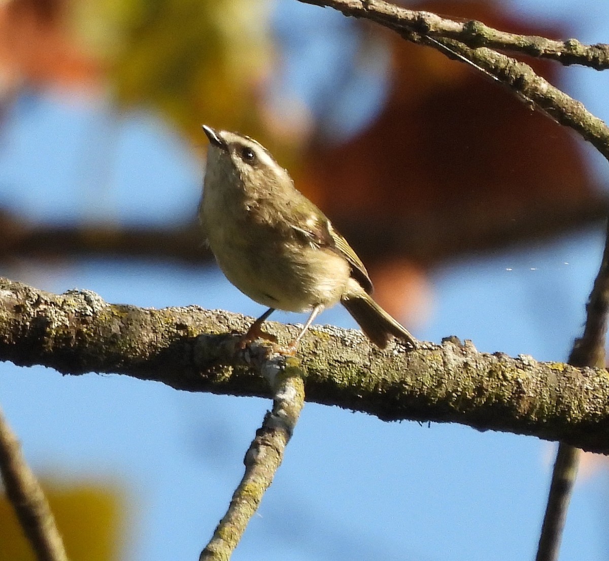 Erregetxo amerikarra - ML644292595