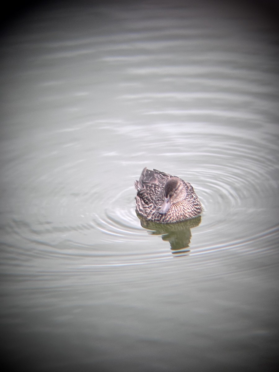 Green-winged Teal - ML644292598