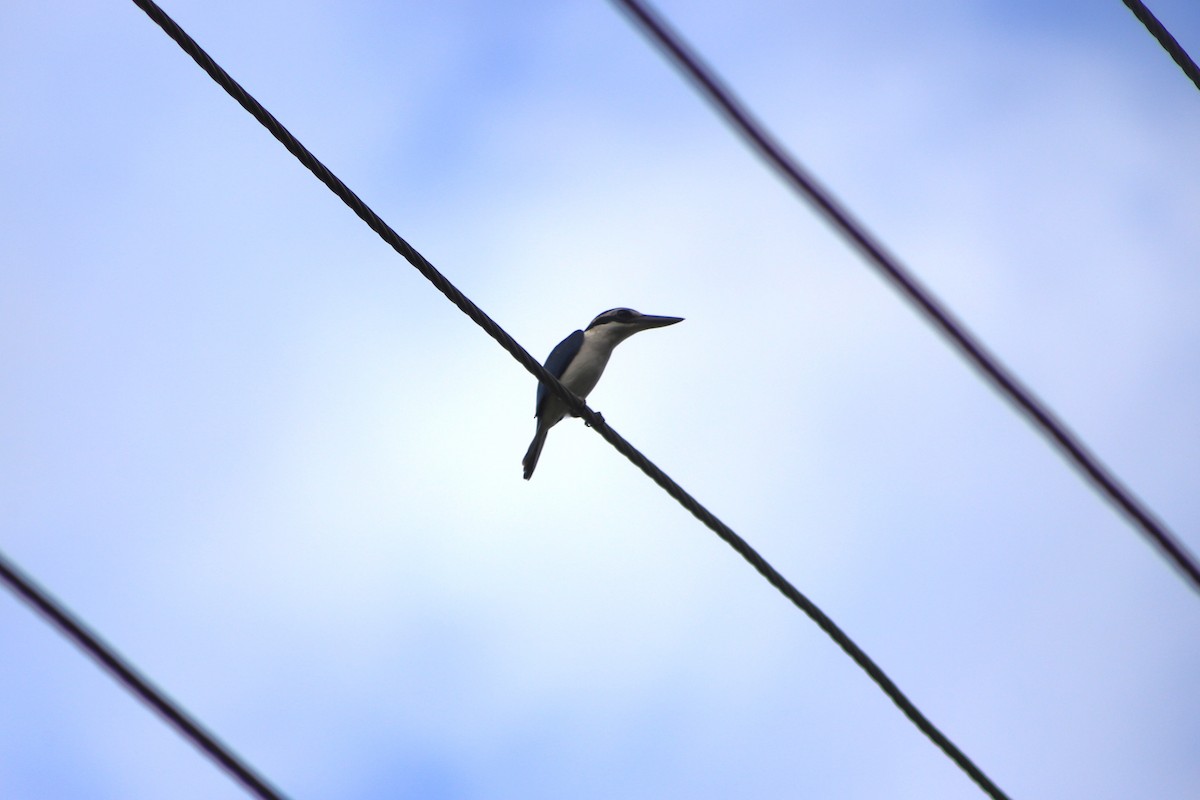 Pacific Kingfisher - ML644292602