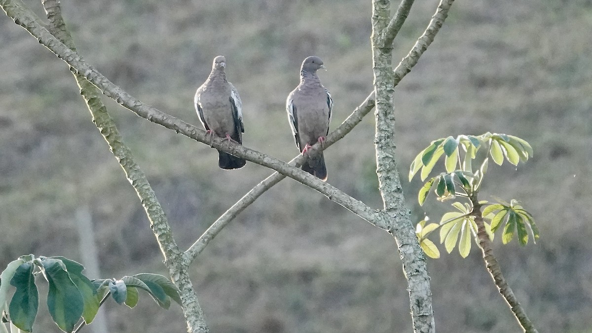 Pikazuro Güvercini - ML644292609