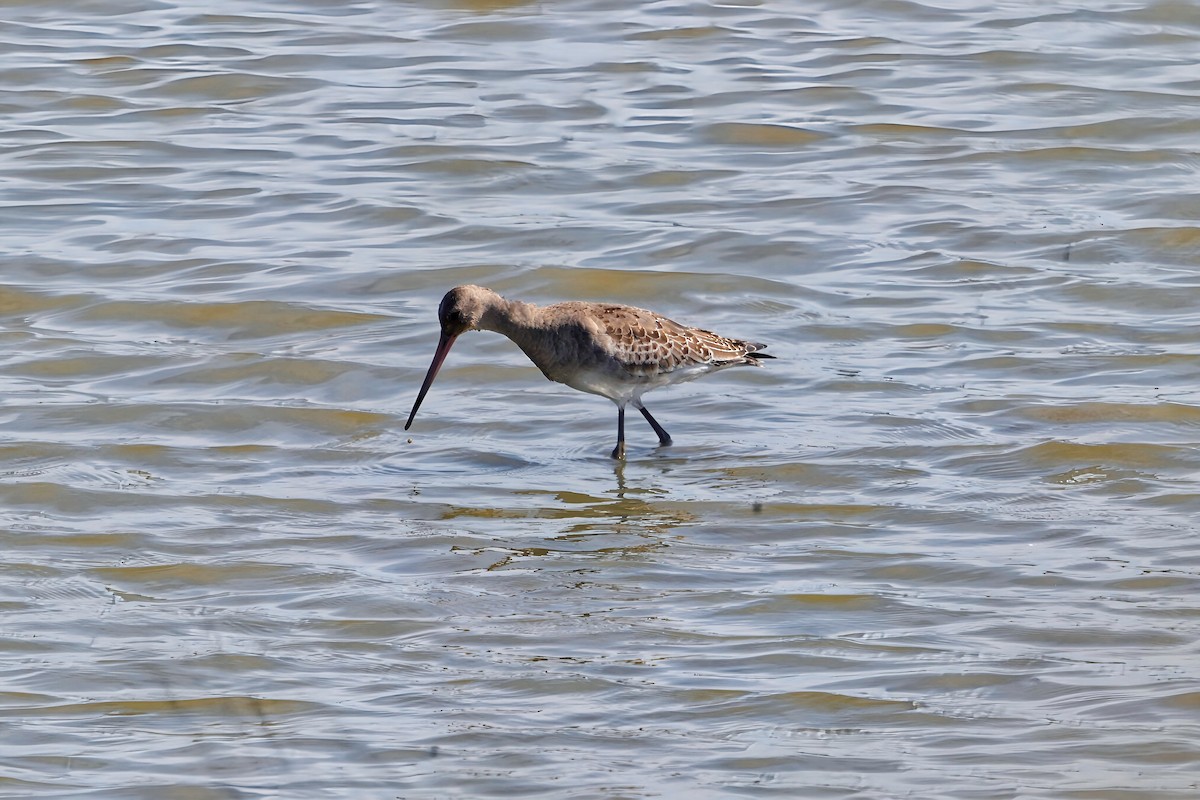 Black-tailed Godwit - ML644292611