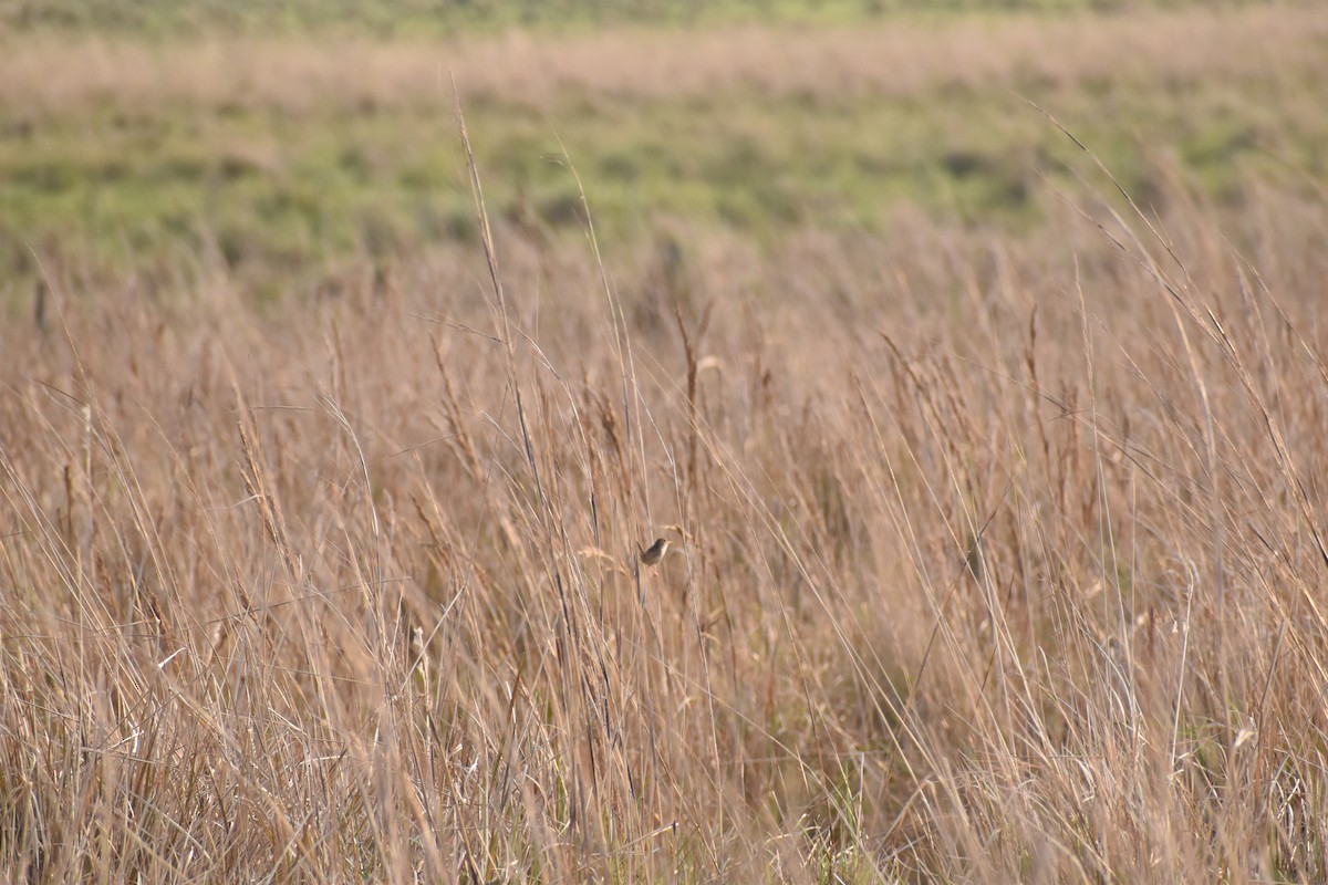 Grass Wren - ML644292614