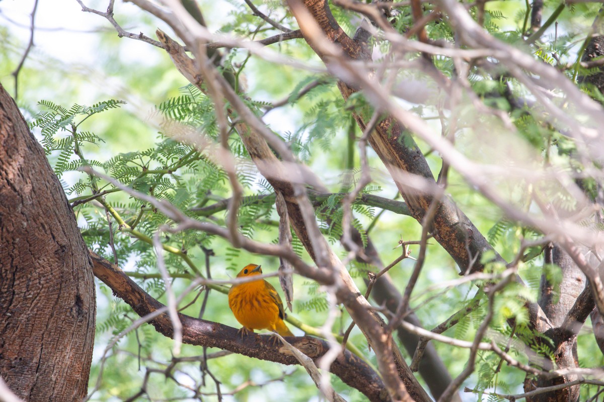 Mangrove Yellow Warbler - ML644292624