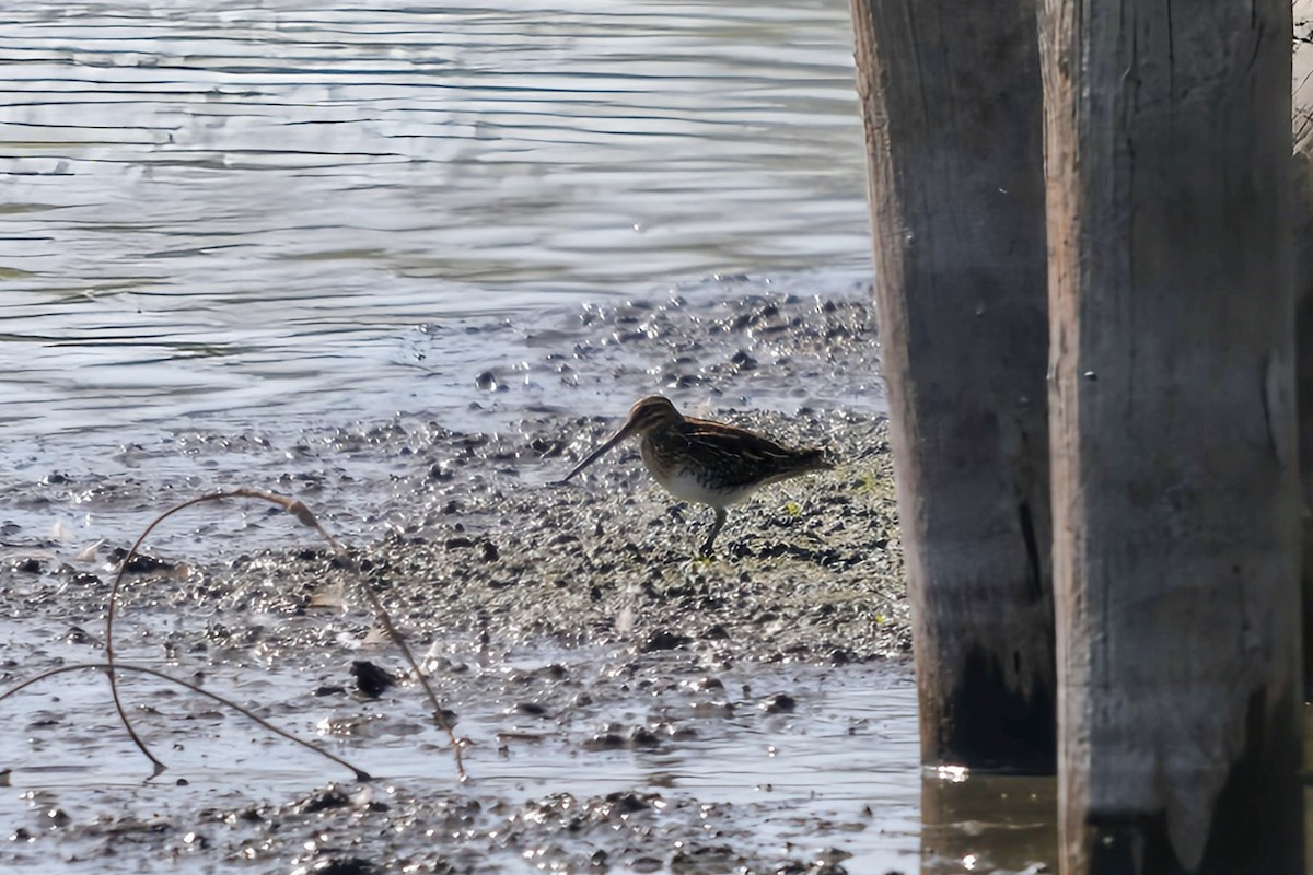 Common Snipe - ML644292625