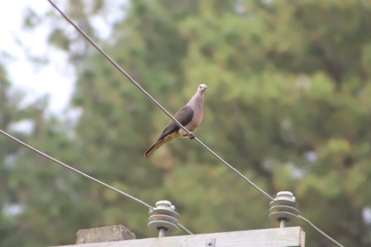 Barking Imperial-Pigeon - ML644292627