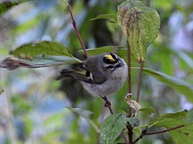 Erregetxo amerikarra - ML644292628