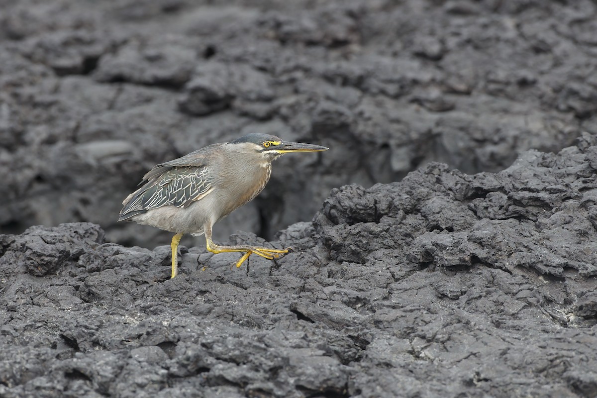 Lava Heron - ML644292637