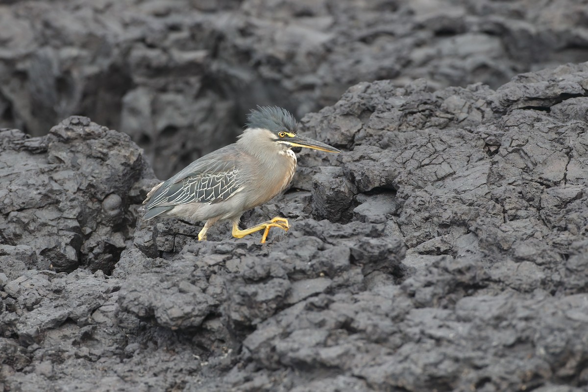 Lava Heron - ML644292638