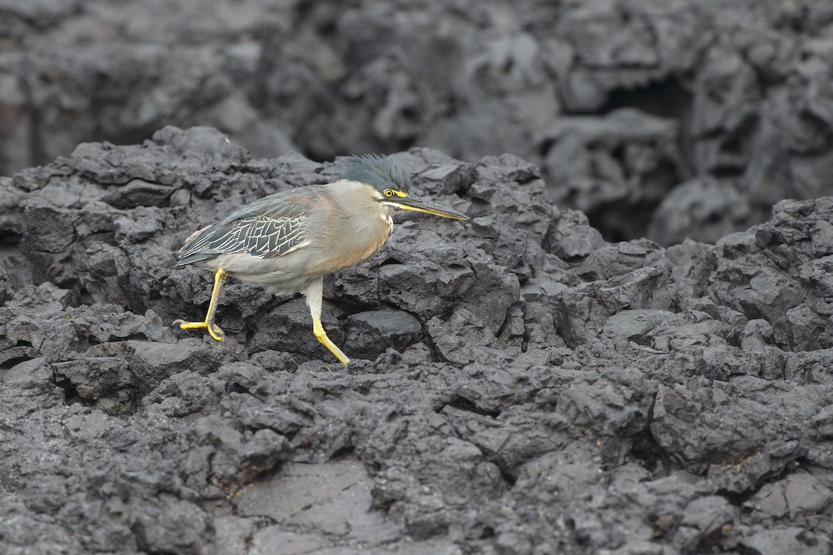 Lava Heron - ML644292639
