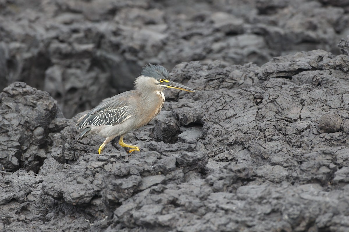 Lava Heron - ML644292640
