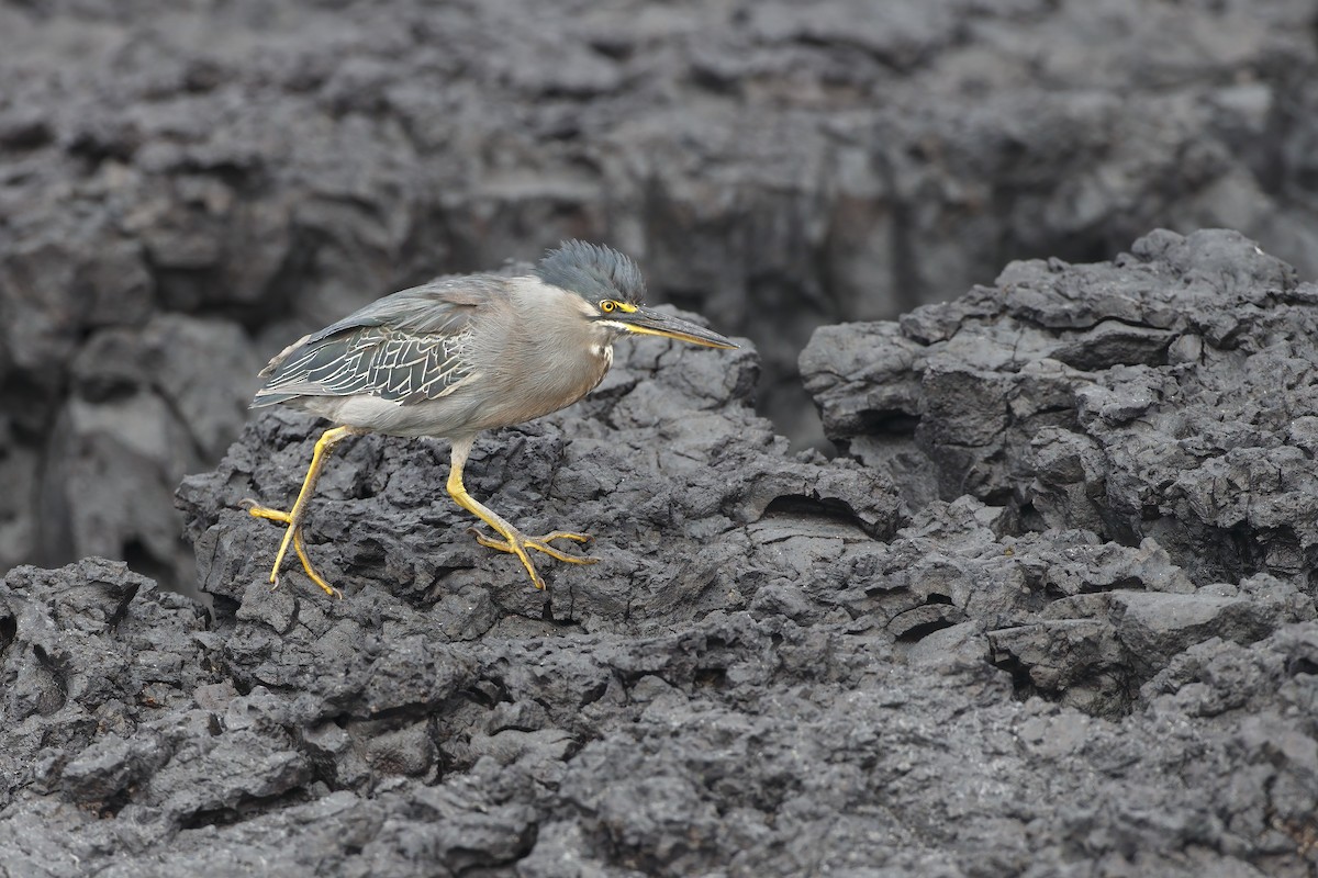 Lava Heron - ML644292641