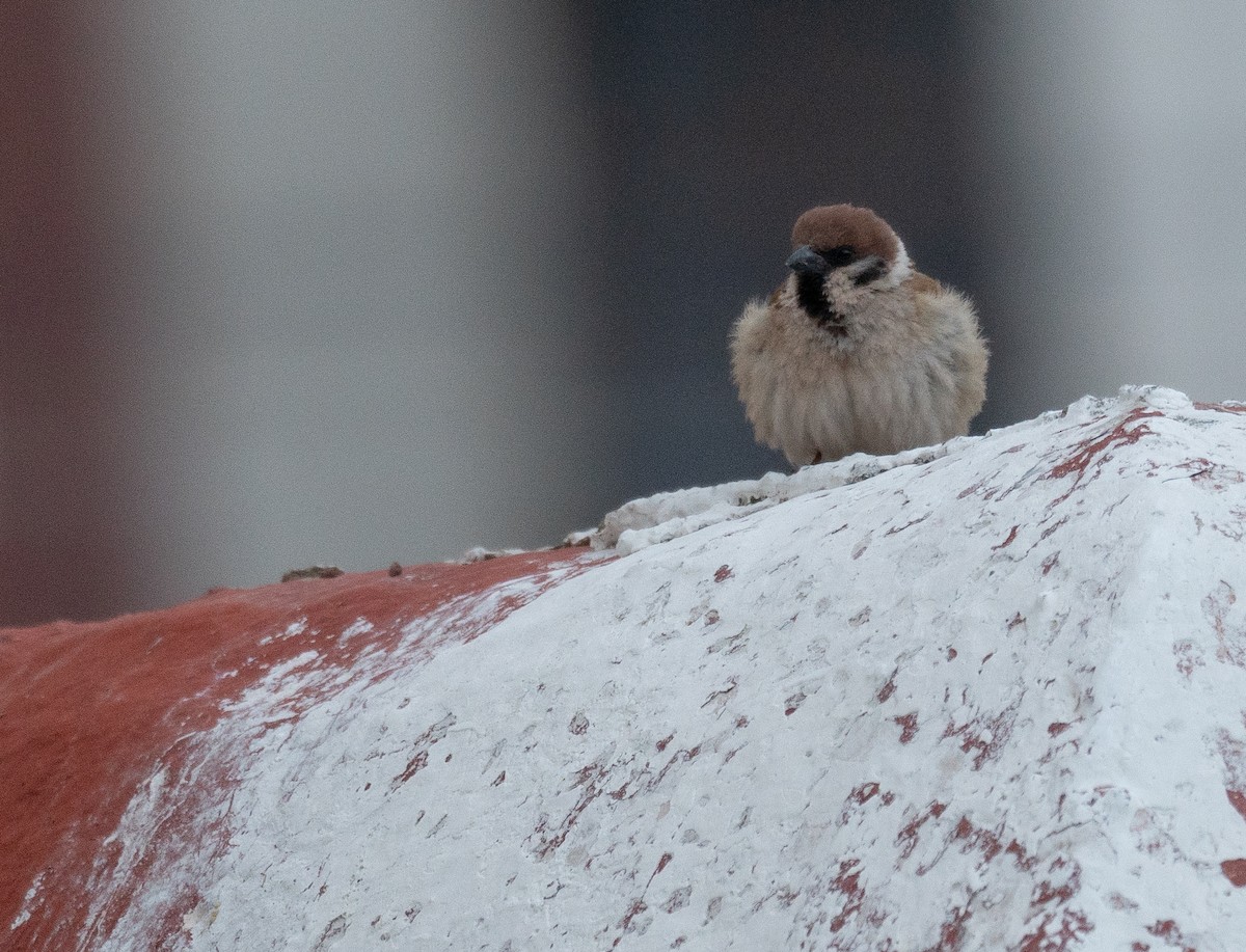 Ağaç Serçesi - ML644292642