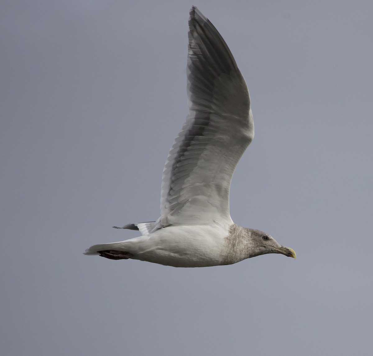 Glaucous-winged Gull - ML644292652