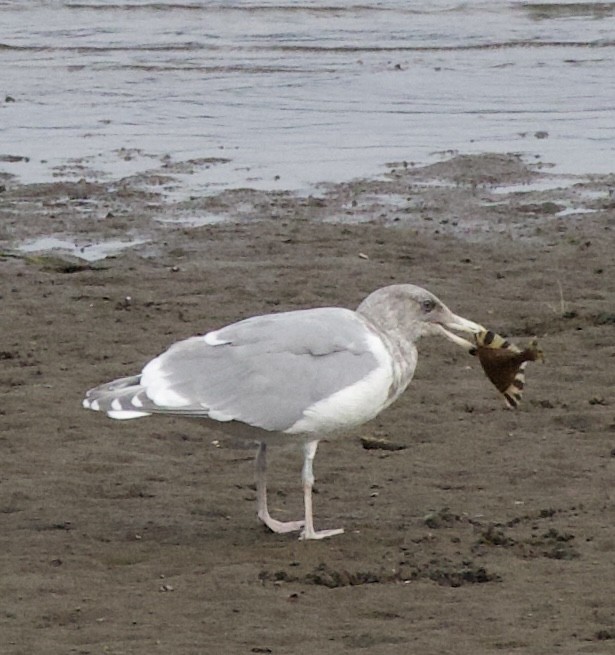 Glaucous-winged Gull - ML644292653