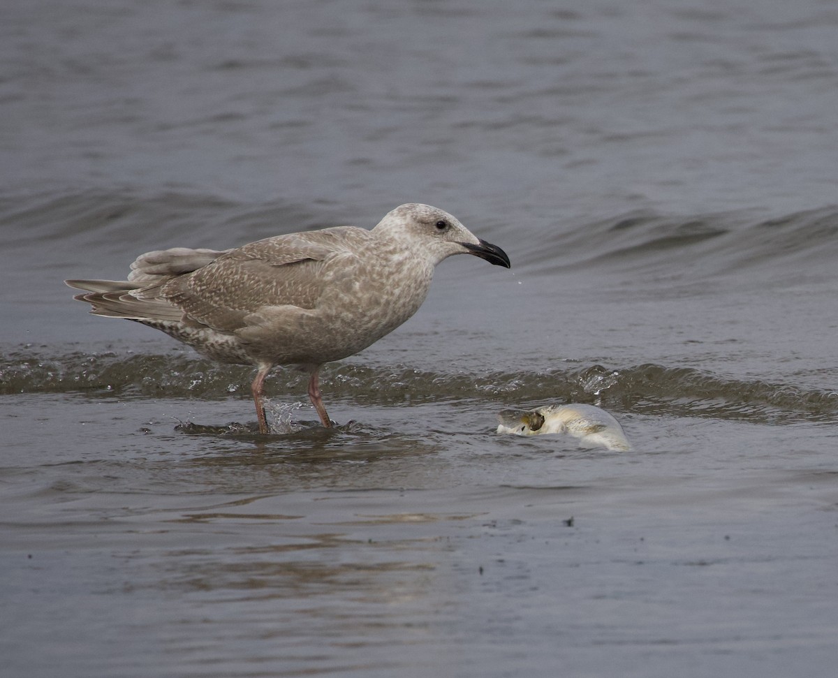 Glaucous-winged Gull - ML644292654