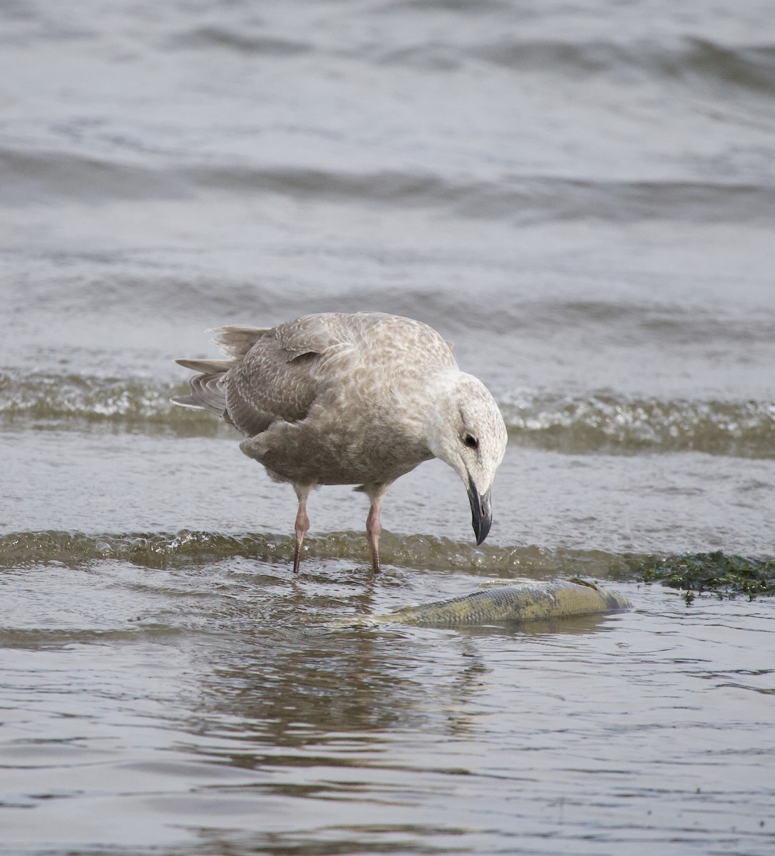 Glaucous-winged Gull - ML644292655