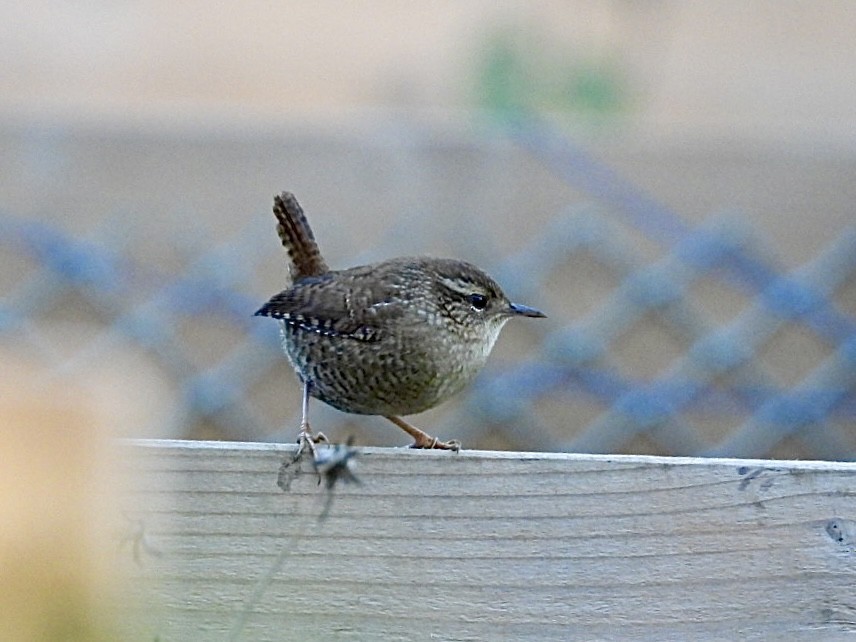 Winter Wren - ML644292656