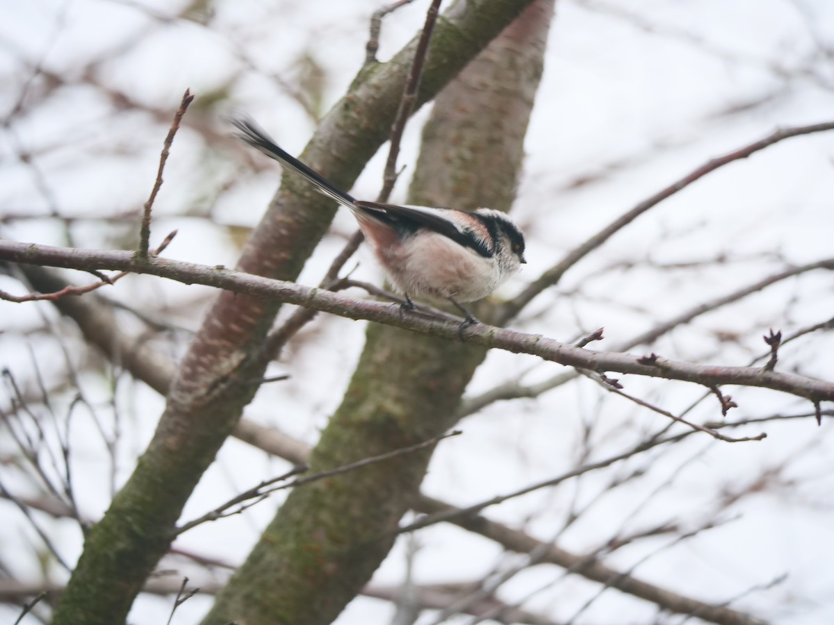 Long-tailed Tit - ML644292658