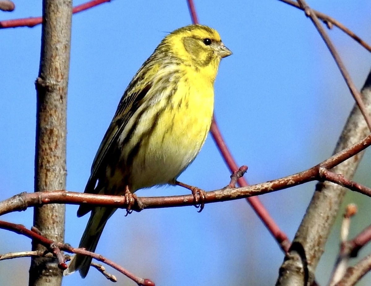 European Serin - ML644292659