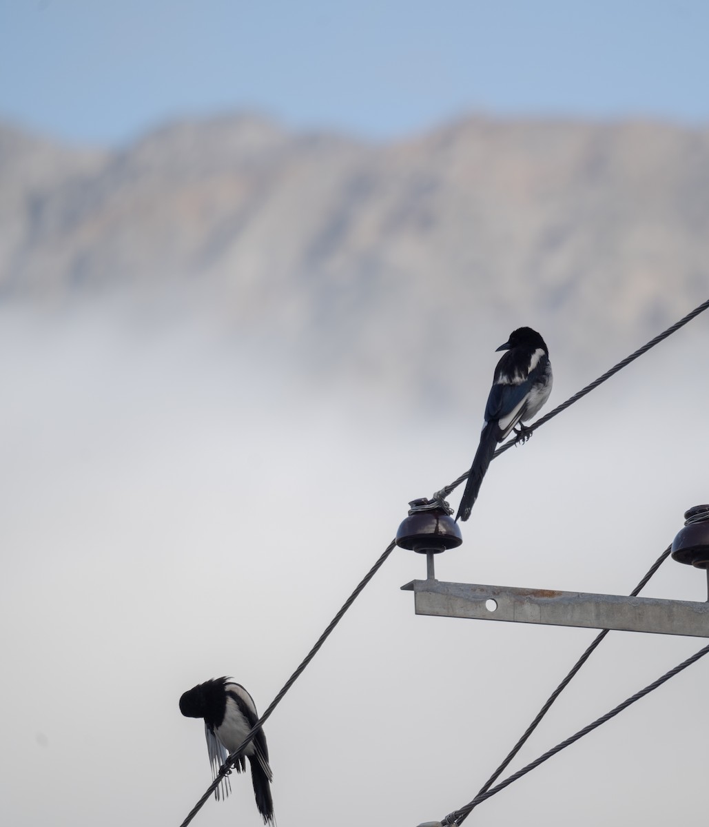 Black-rumped Magpie - ML644292661