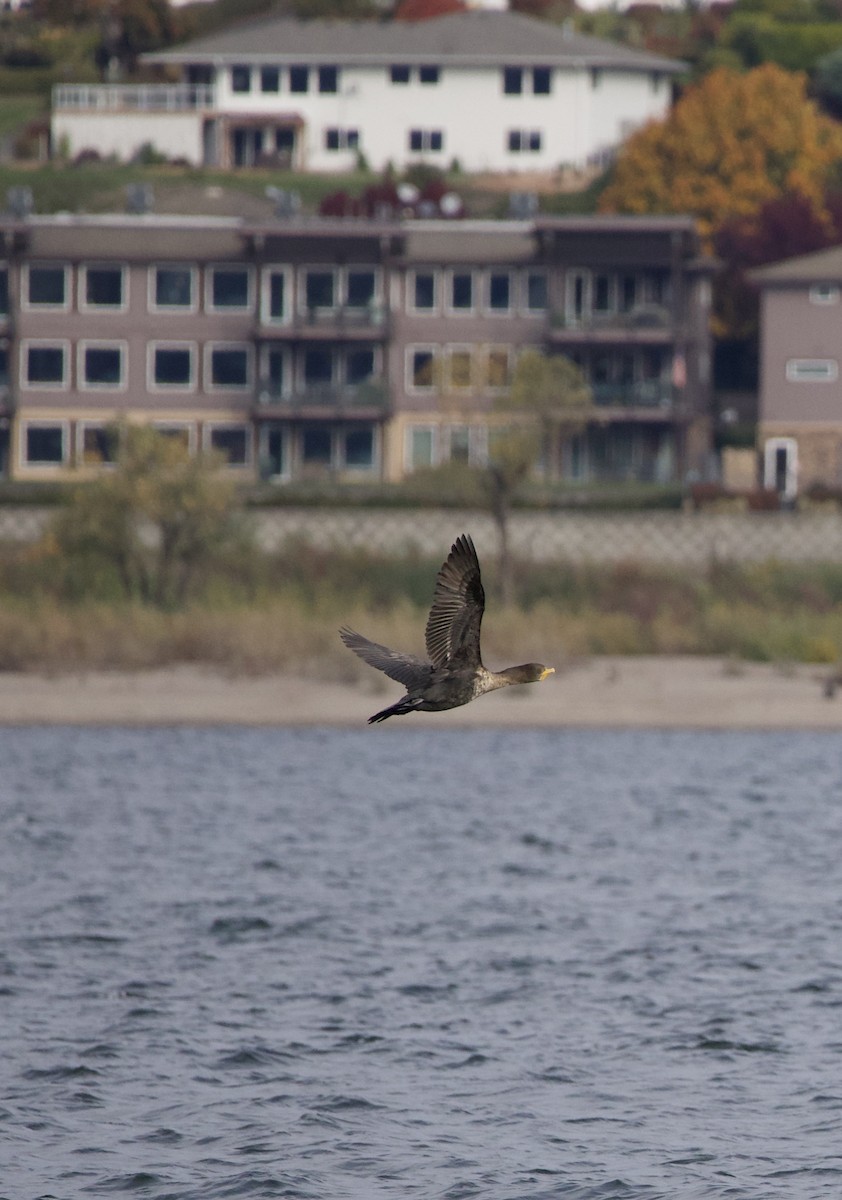 Double-crested Cormorant - ML644292663