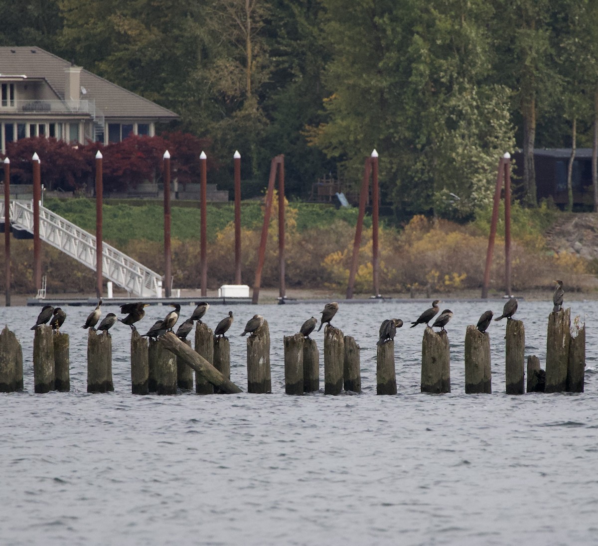 Double-crested Cormorant - ML644292664