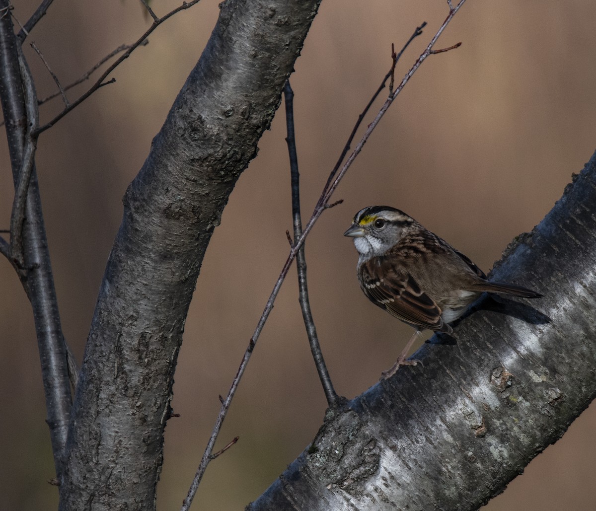 White-throated Sparrow - ML644292665