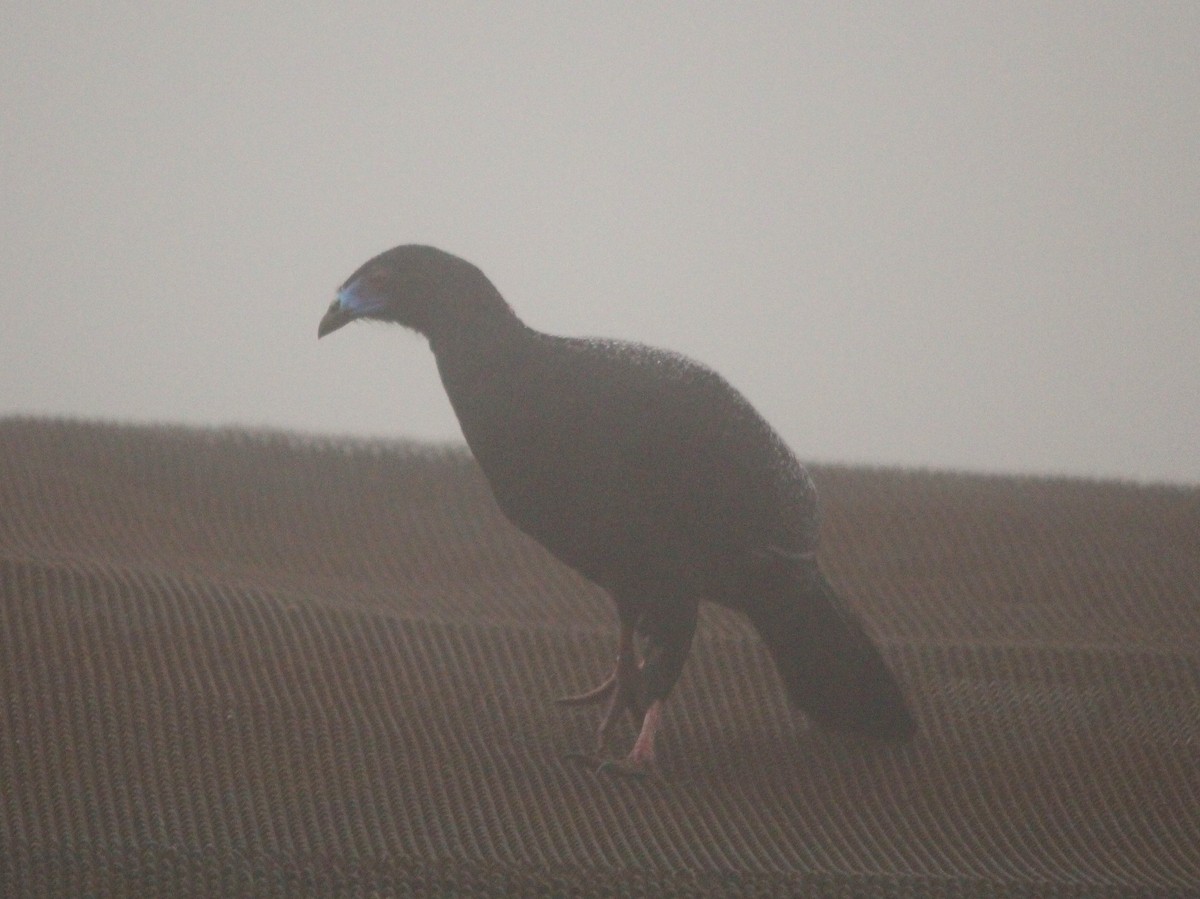 Black Guan - ML644292666