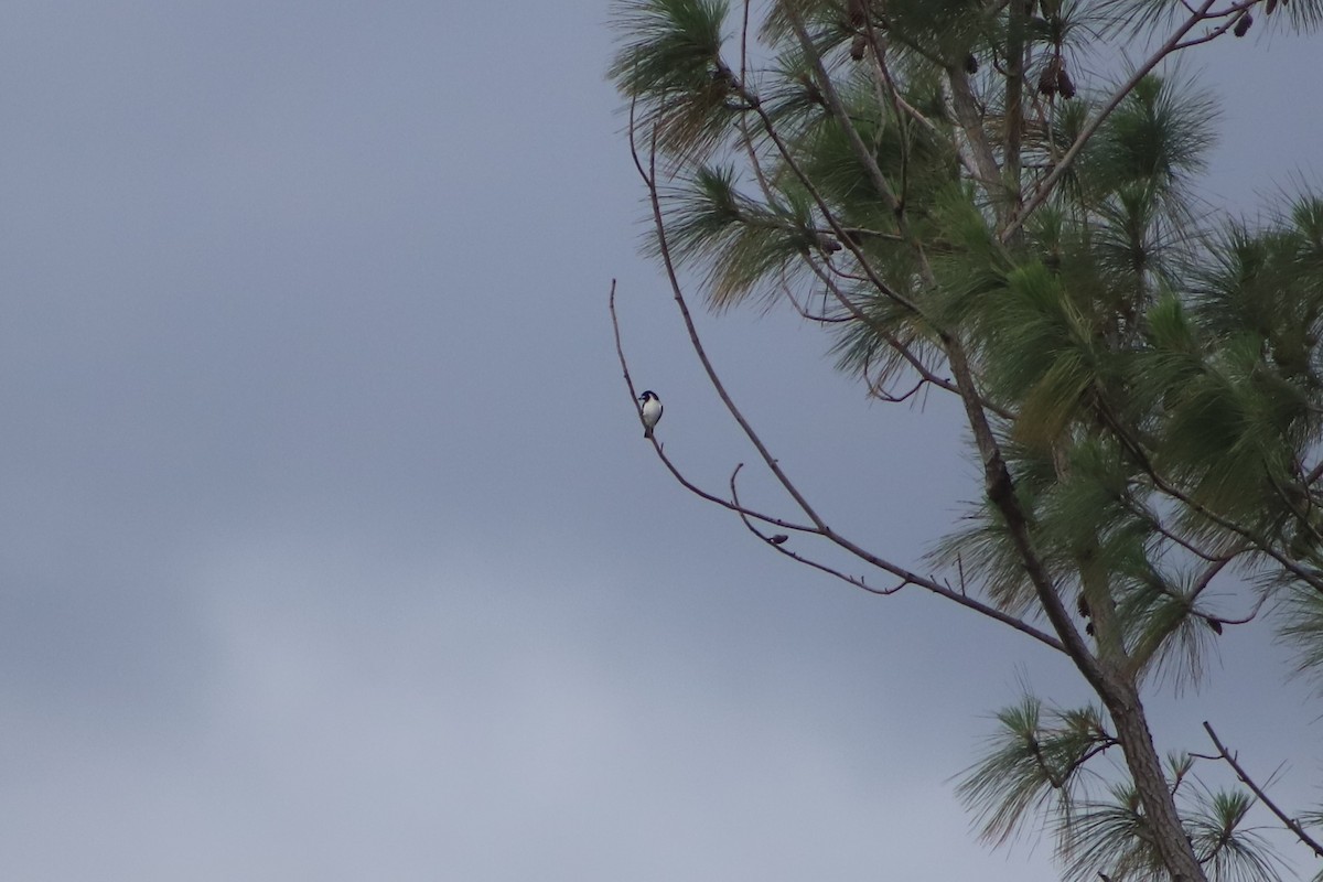 Fiji Woodswallow - ML644292692