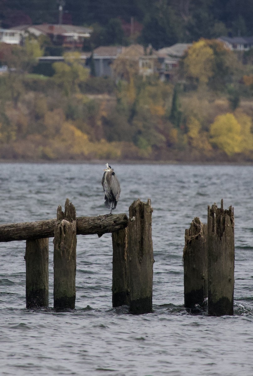 Great Blue Heron - ML644292693